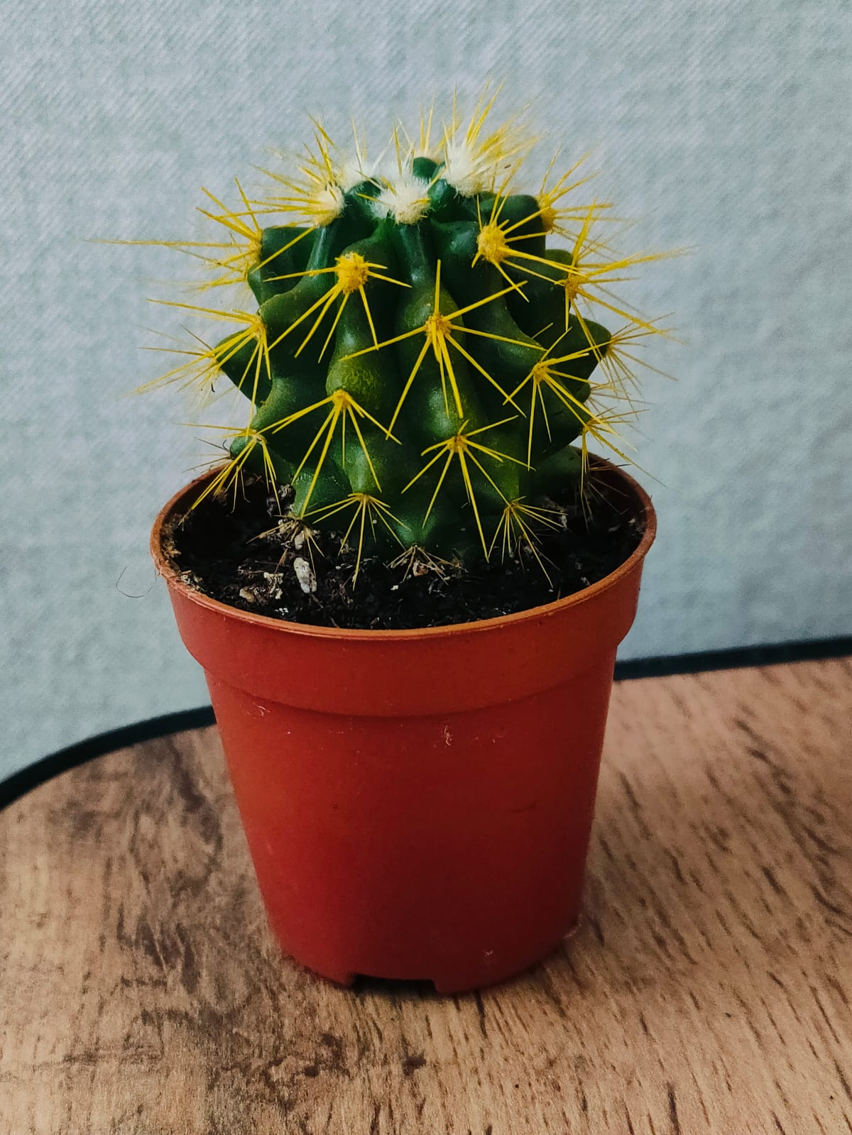 Cactus Oleg - My, Cactus, Oleg, Plants, Gardening, Houseplants, Humor, Question, Plant growing, Cactus Man, Mobile photography, Punks