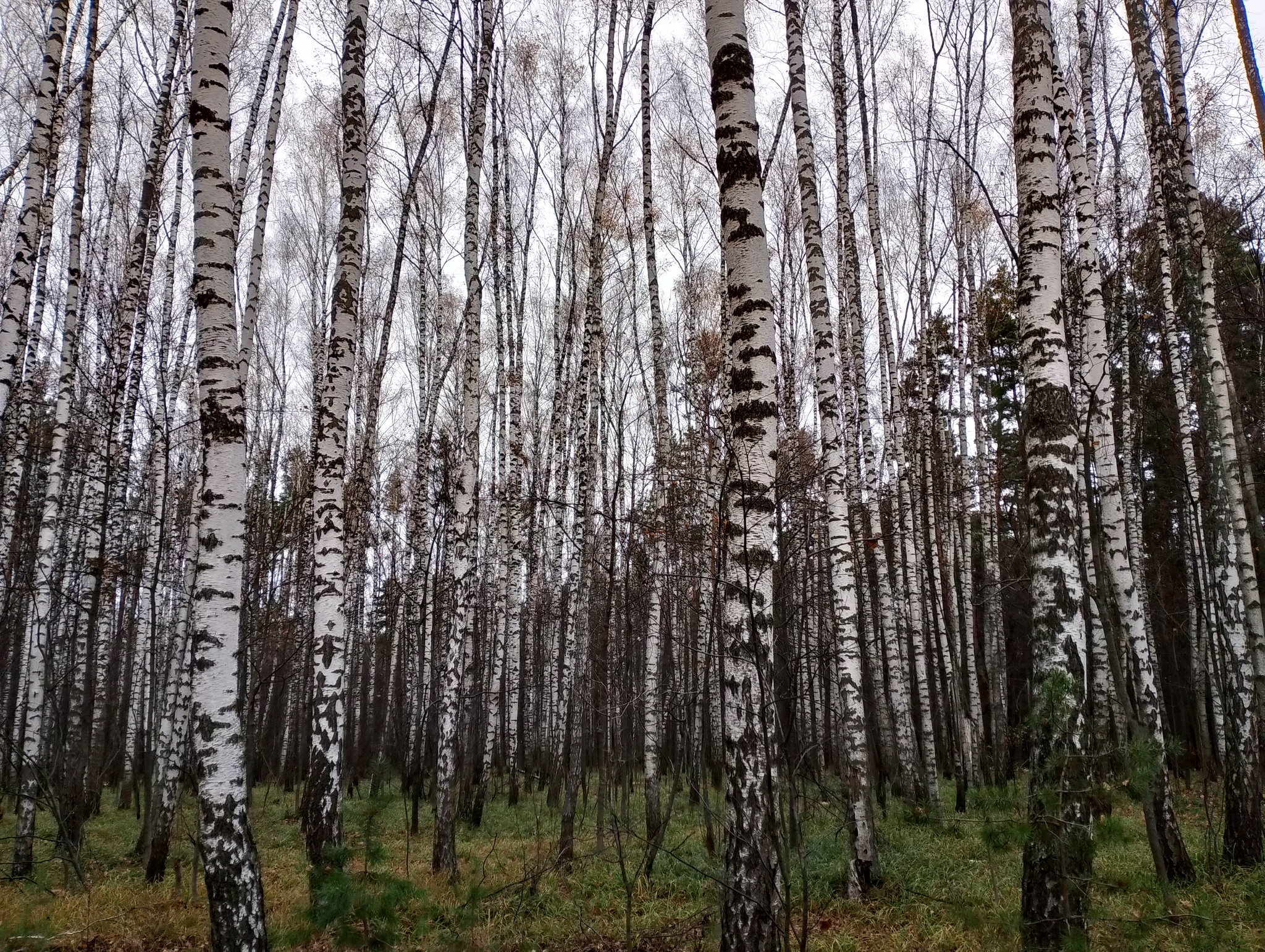 Лесные находки - Моё, Монета, Приборный поиск, Лес, Фотография