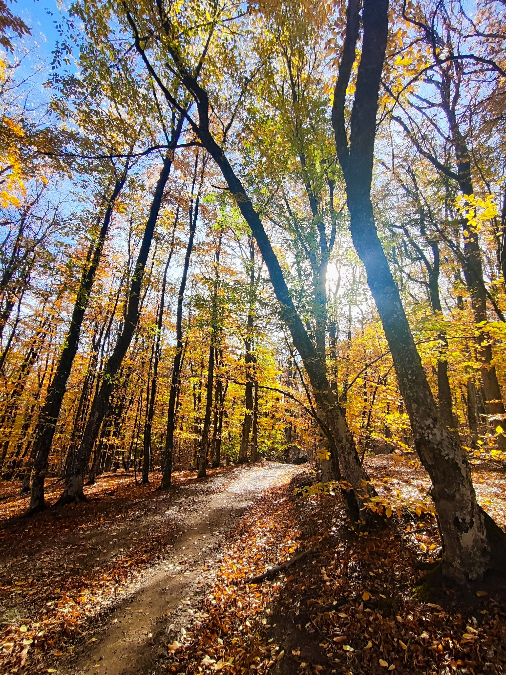 Autumn in the forest - My, The photo, Crimea, Nature, Walk in the woods, Autumn, Forest