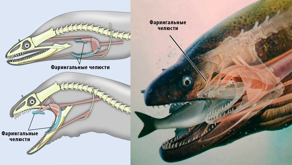 Одно из самых опасных морских существ - Моё, Животные, Биология, Природа, Вокруг света, В мире животных, Рыба, Океан, Морские обитатели, Мурена, Фотография, Длиннопост