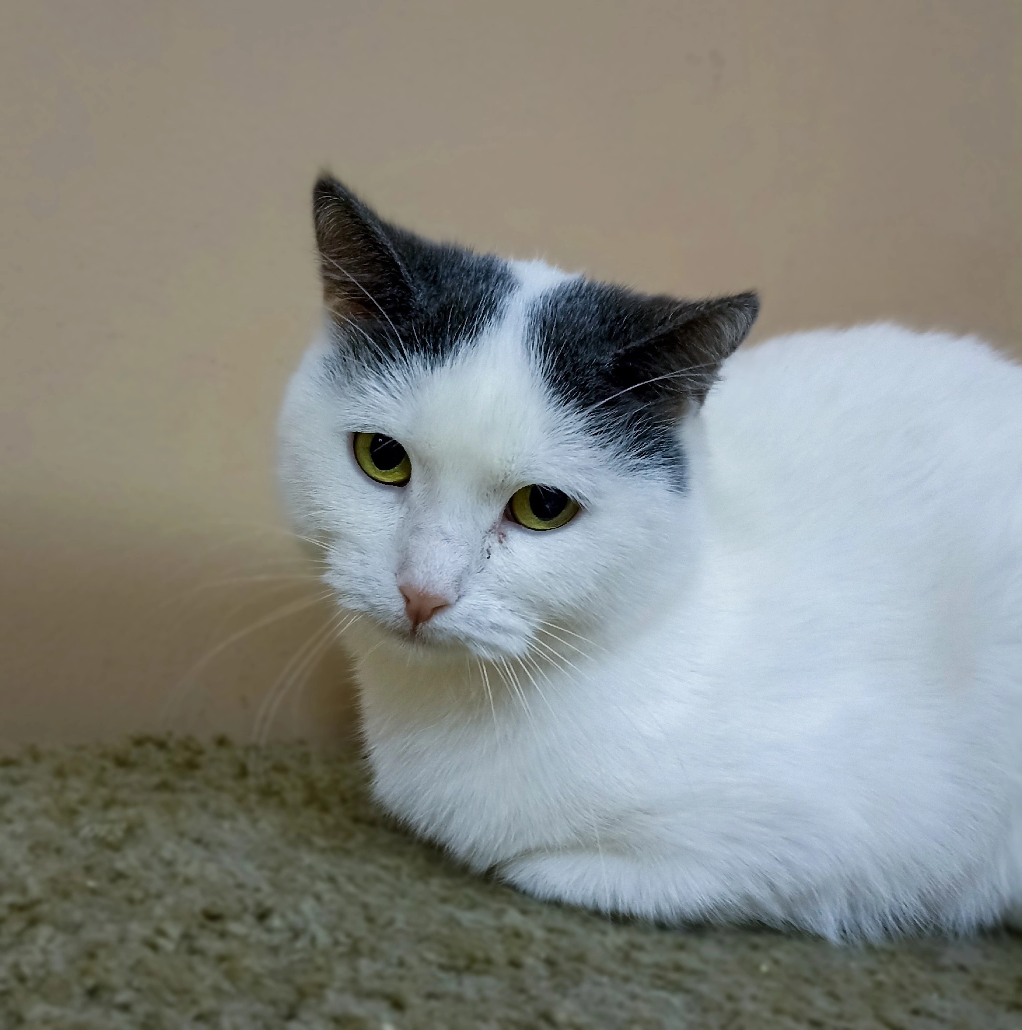 Shelter cat April is looking for a home - cat, Kittens, Tula, Moscow, Text, In good hands, Shelter, Pets, Longpost