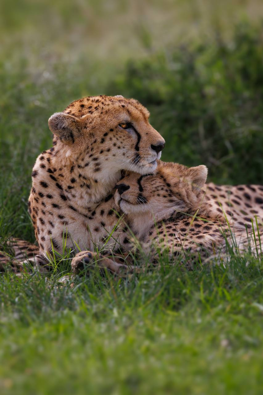 Beauty Nashipay has become a symbol of hope for the cheetahs of the Masai Mara - Cheetah, Young, Survival, Masai Mara, Kenya, Africa, wildlife, Wild animals, Small cats, Cat family, Predatory animals, Video, Vertical video, Telegram (link), Longpost, Alexey Osokin