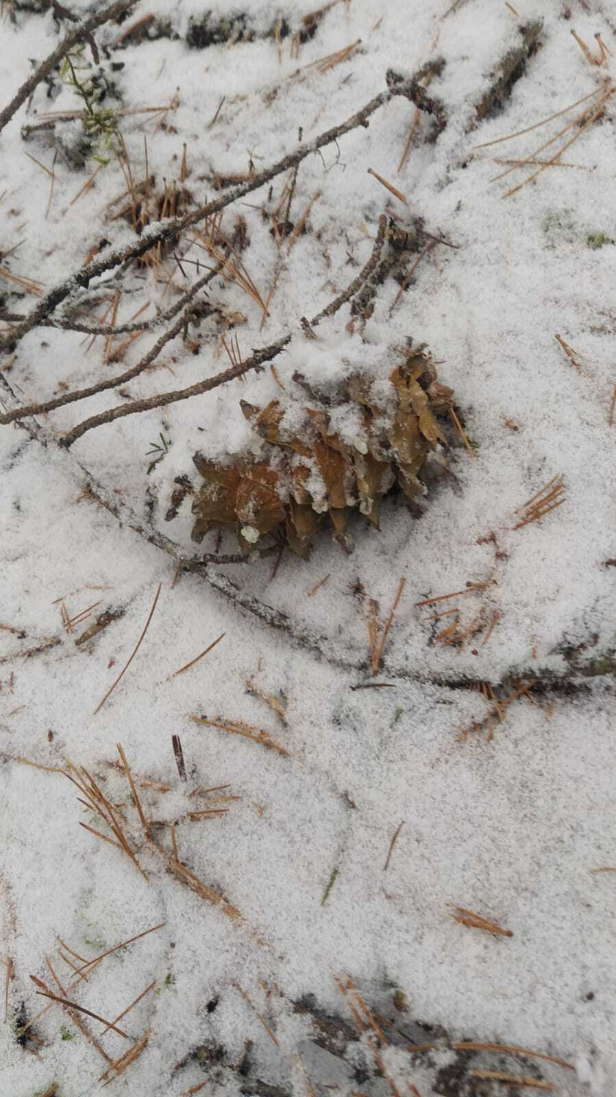 Into the woods and picking pine cones - My, Forest, Nature, Cones, Дальний Восток, Longpost