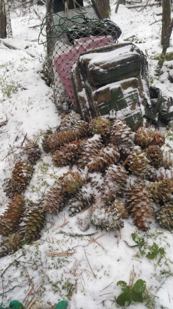 Into the woods and picking pine cones - My, Forest, Nature, Cones, Дальний Восток, Longpost