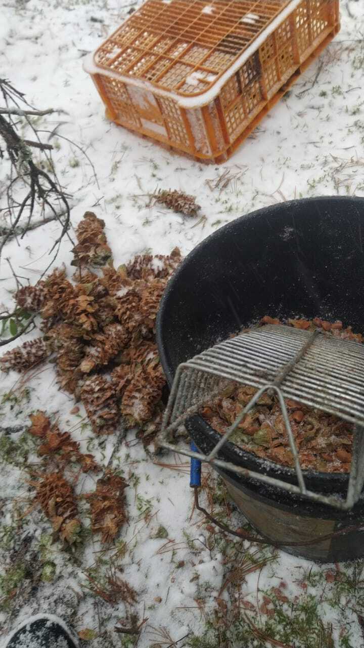 Into the woods and picking pine cones - My, Forest, Nature, Cones, Дальний Восток, Longpost