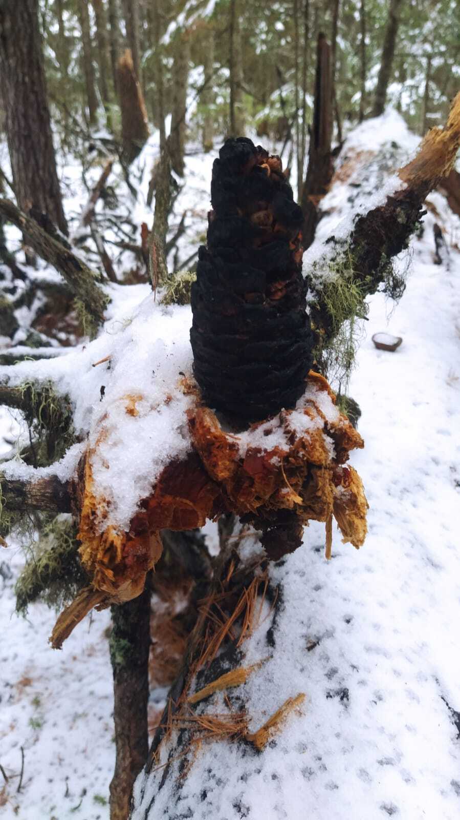 Into the woods and picking pine cones - My, Forest, Nature, Cones, Дальний Восток, Longpost