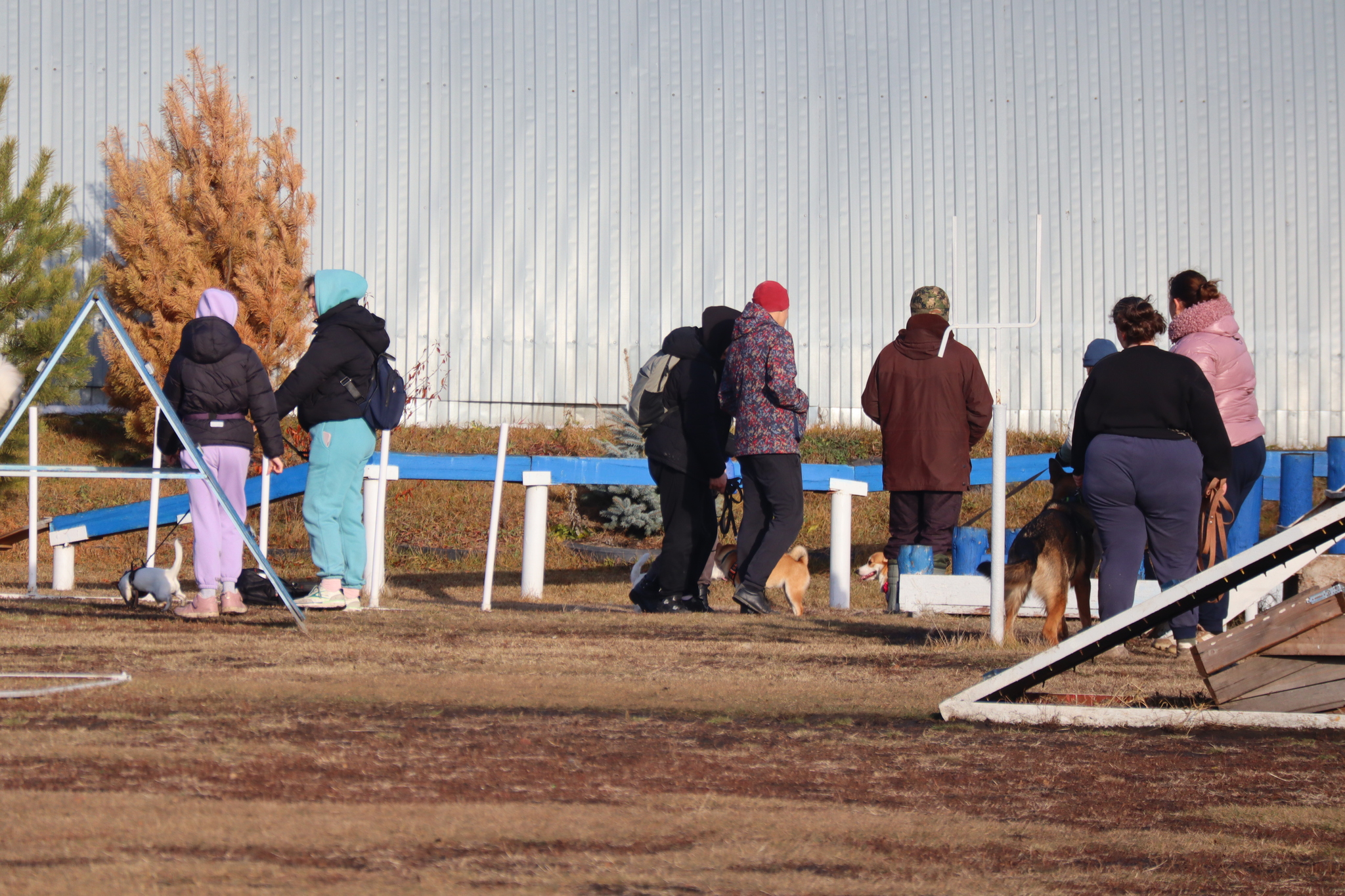 Дрессировка собак в Омске ОЦССС 03.11.2024 - Собака, Щенки, Омск, Дрессировка, Оцссс, Друг, Забота, Доброта, Собаководство, Друзья, Длиннопост