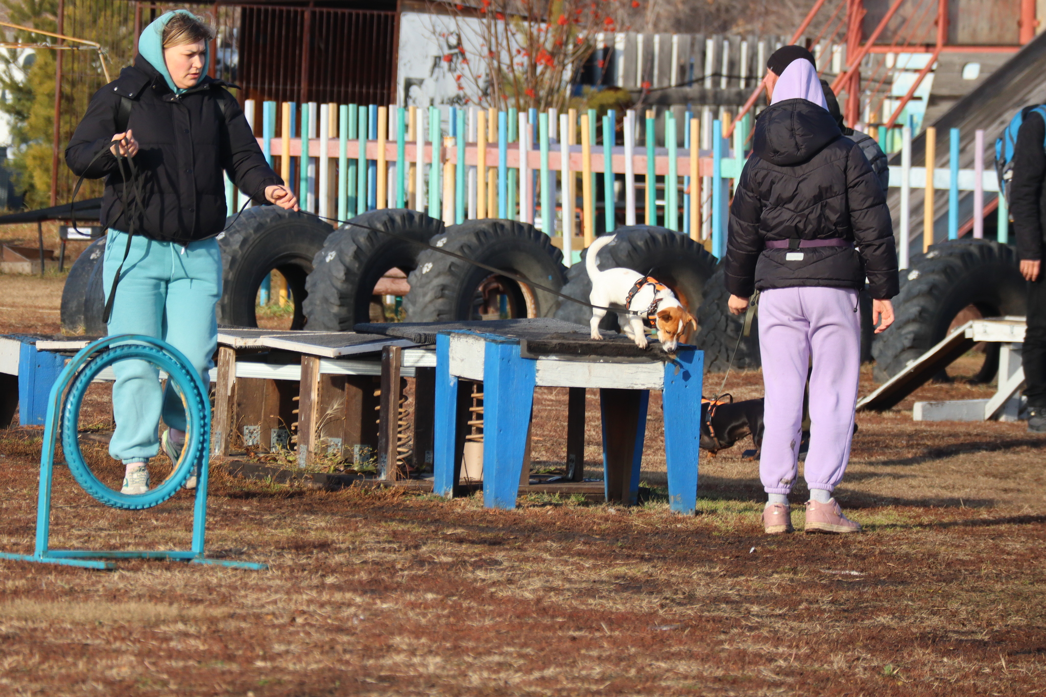 Дрессировка собак в Омске ОЦССС 03.11.2024 - Собака, Щенки, Омск, Дрессировка, Оцссс, Друг, Забота, Доброта, Собаководство, Друзья, Длиннопост