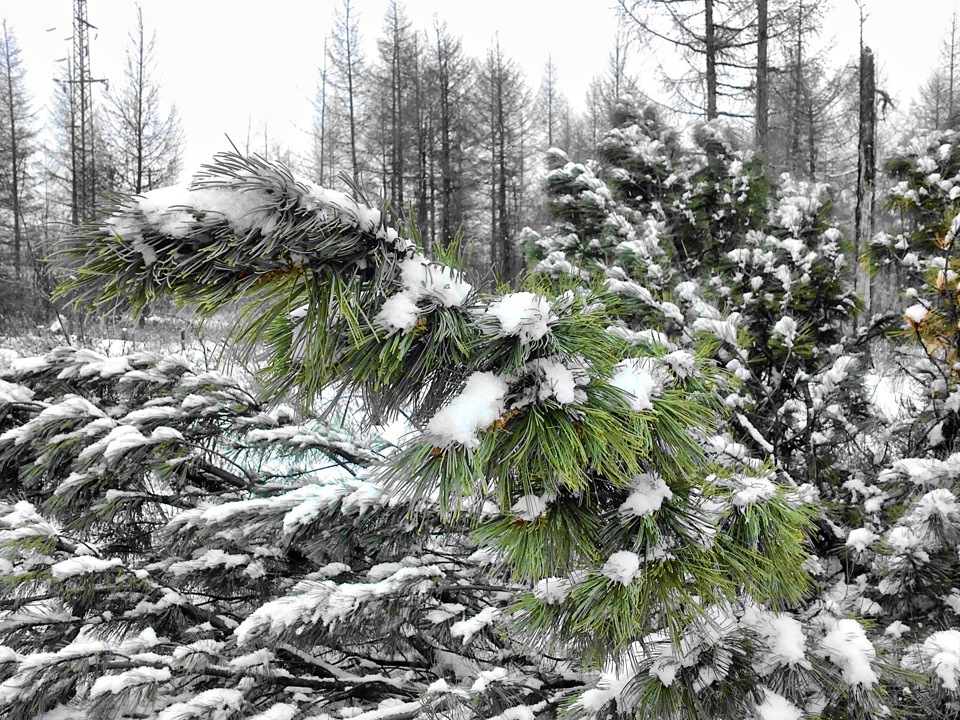 Into the woods and picking pine cones - My, Forest, Nature, Cones, Дальний Восток, Longpost