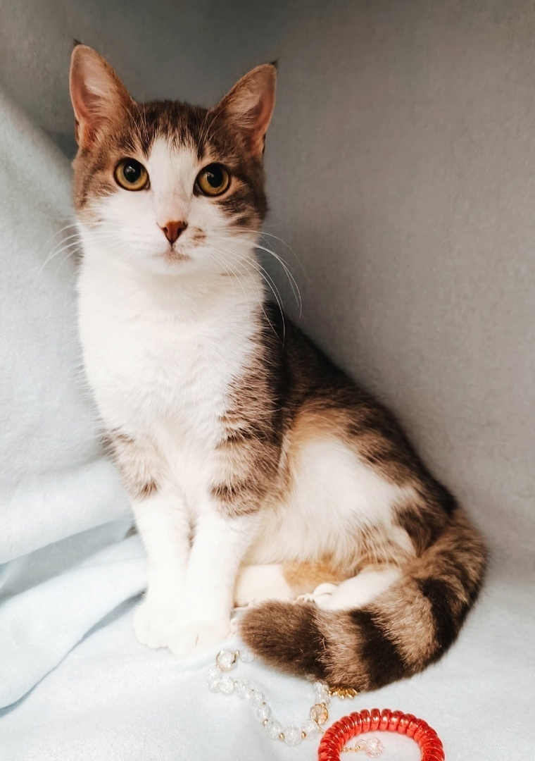 Beautiful Lumi is looking for a home - Saint Petersburg - No rating, In good hands, Homeless animals, cat, Volunteering, Helping animals, Overexposure, Good league, Longpost