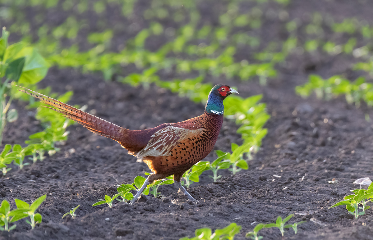 Running on sunflowers - My, Pheasant, Photo hunting, Bird watching, Ornithology, Ornithology League, Rostov region, Steppe