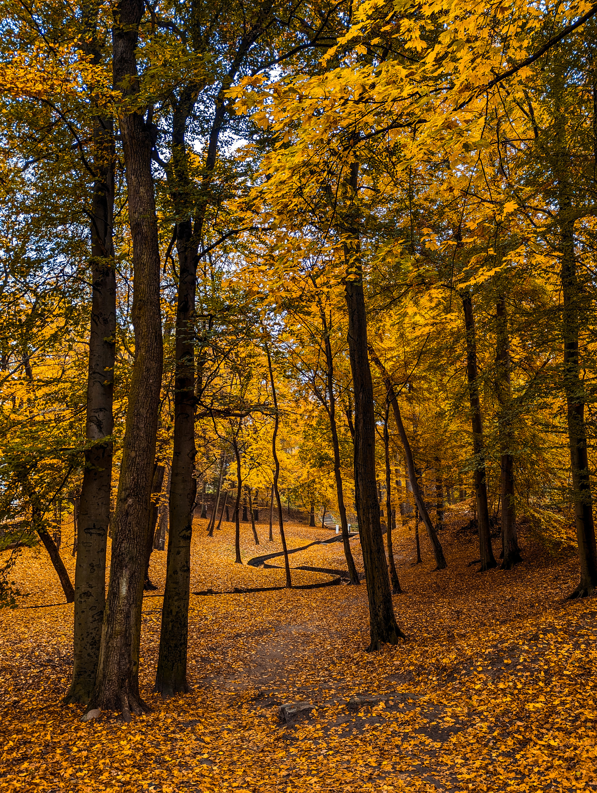 Autumn - My, The photo, Kaliningrad, Autumn, The park, City walk, Walk, Longpost