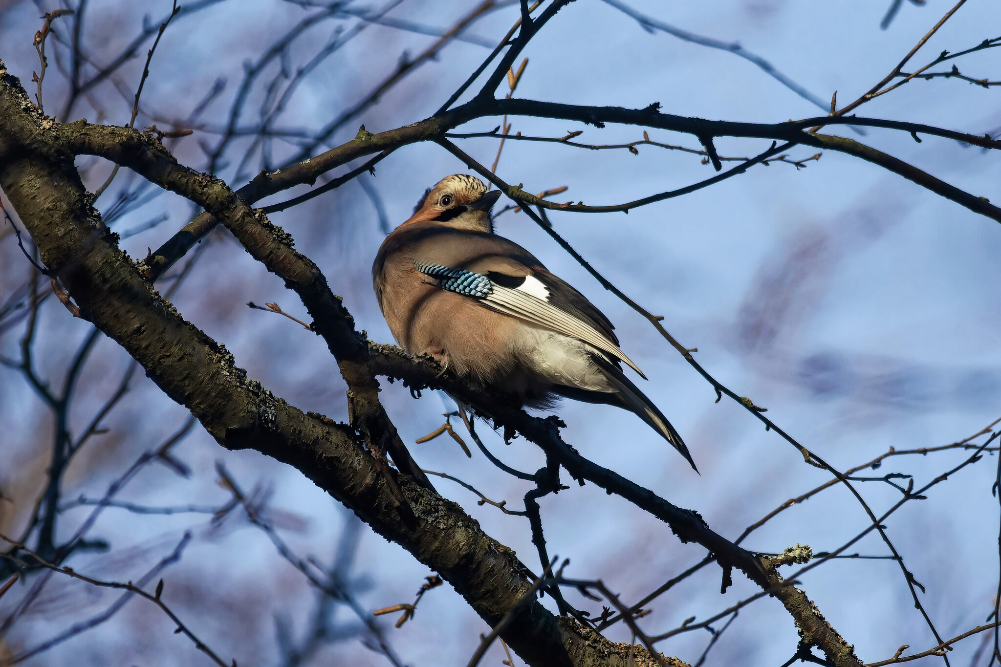 Using one source is plagiarism, two is a compilation. Three or more is a dissertation. - My, Photo hunting, The nature of Russia, Birds, Nature, Autumn, Forest, wildlife, Bird watching, Hobby, The photo, Longpost