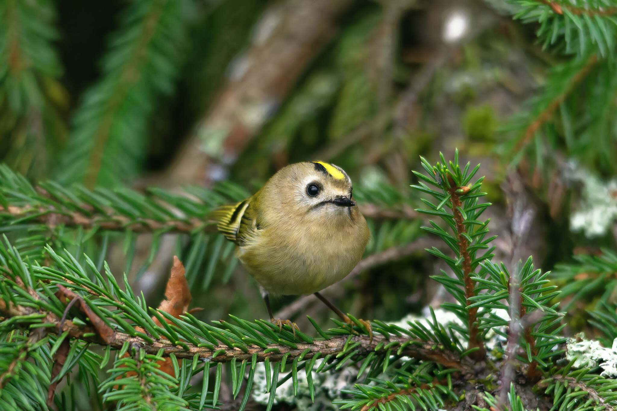 Using one source is plagiarism, two is a compilation. Three or more is a dissertation. - My, Photo hunting, The nature of Russia, Birds, Nature, Autumn, Forest, wildlife, Bird watching, Hobby, The photo, Longpost