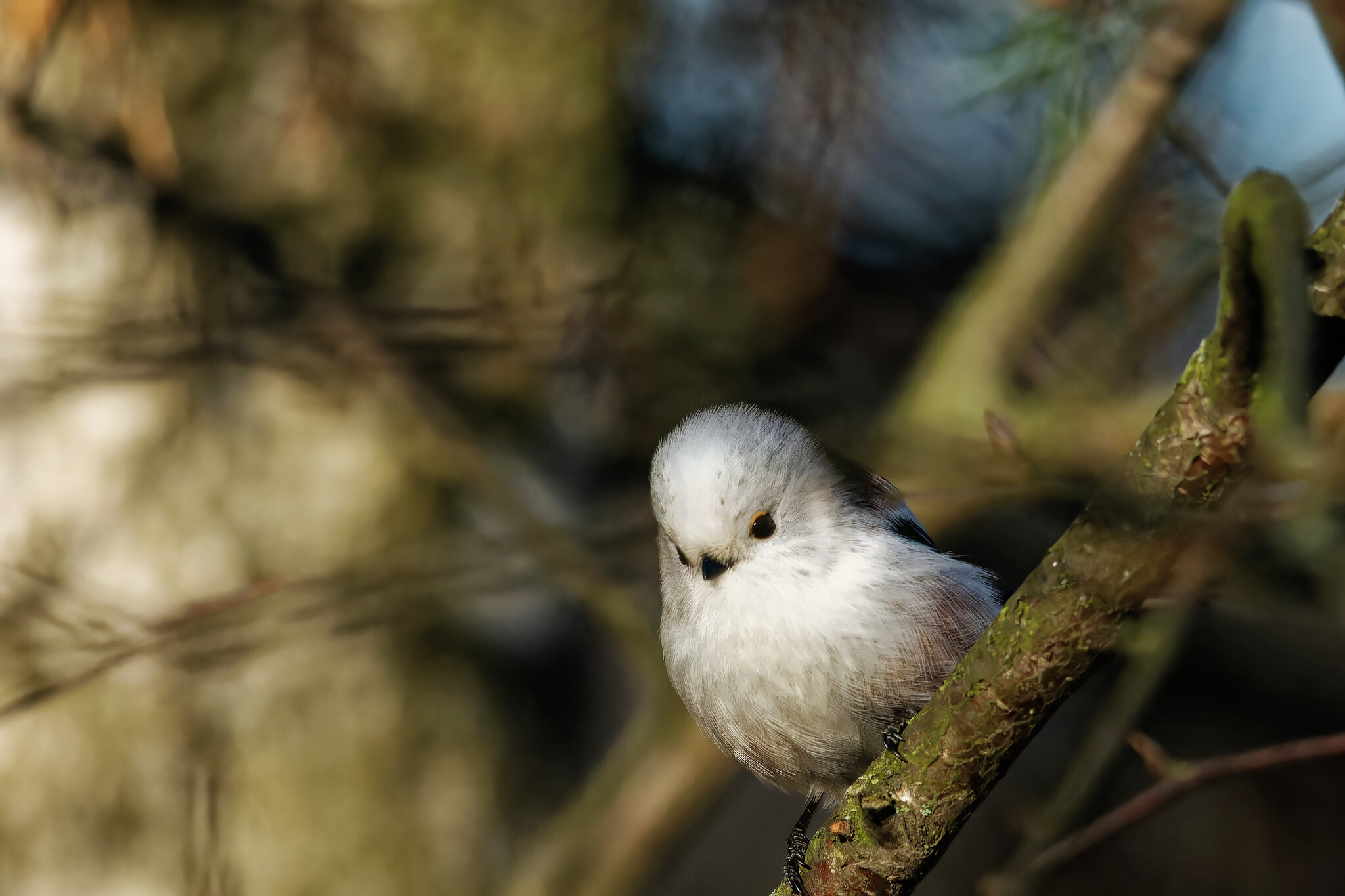 Using one source is plagiarism, two is a compilation. Three or more is a dissertation. - My, Photo hunting, The nature of Russia, Birds, Nature, Autumn, Forest, wildlife, Bird watching, Hobby, The photo, Longpost