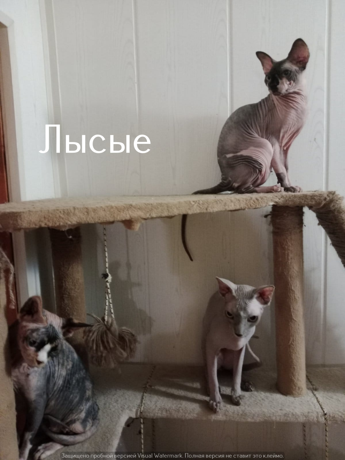 Life of the home shelter Kotoland 465 - My, cat, In good hands, Help, Shelter Cotoland, Lipetsk, Good league, Longpost