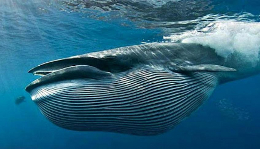 Whales find plastic tasty food, new study shows - The science, Research, Ecology, Biology, Whale, Plastic, Garbage, Longpost