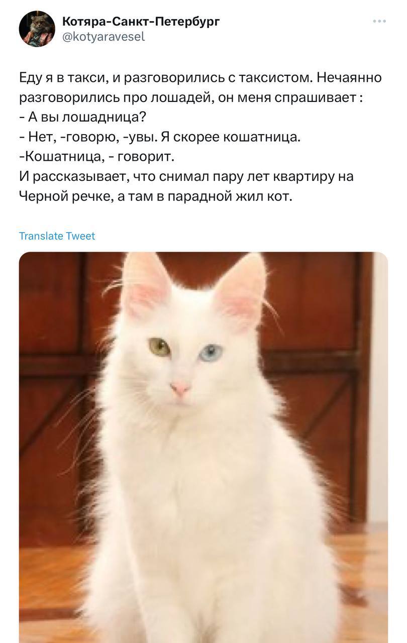 The most touching story of the day: a taxi driver broke up with his girlfriend to nurse a cat with different colored eyes - Screenshot, Taxi, Taxi driver, Twitter, Longpost, cat