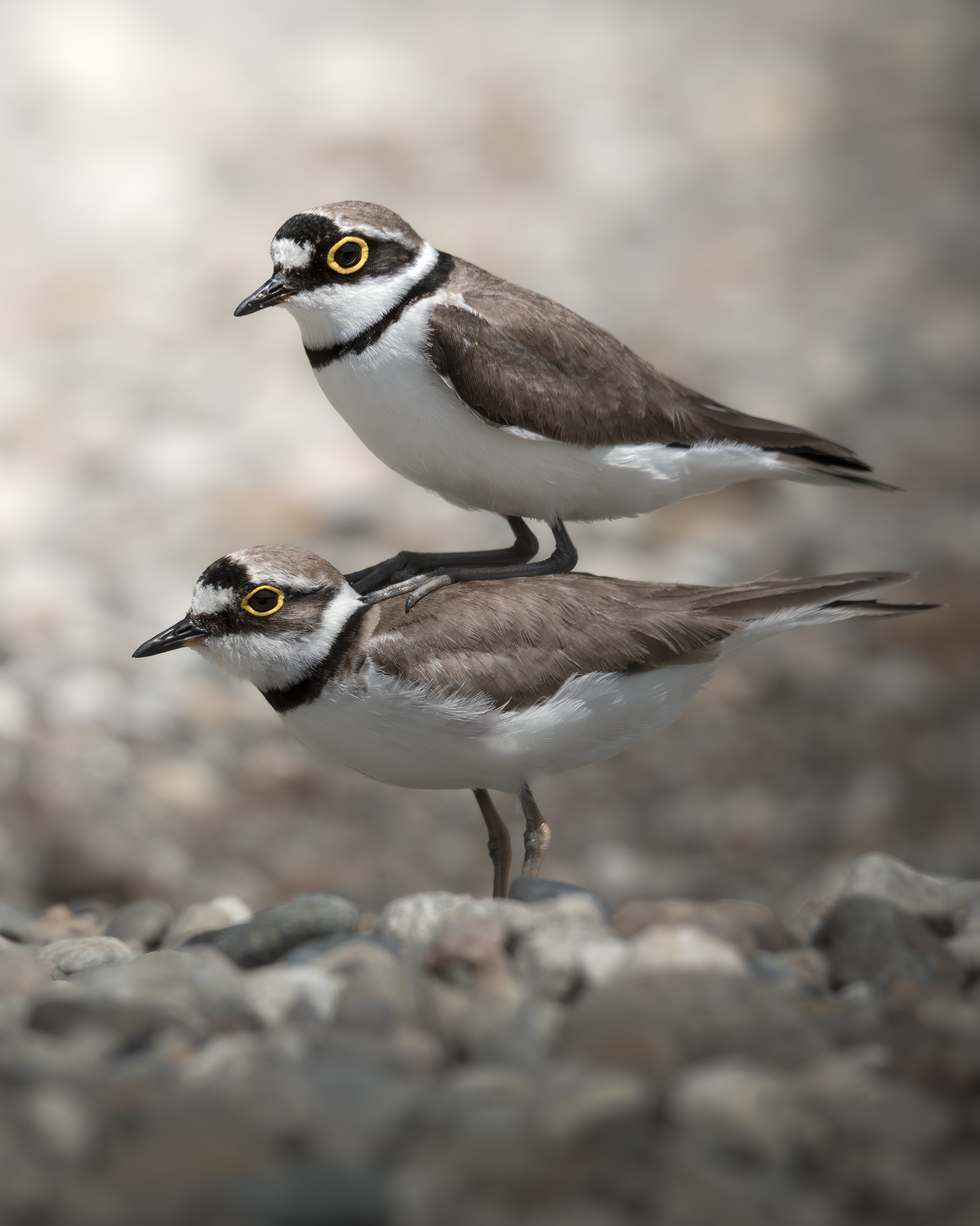 On horseback - small plover, Birds, Abkhazia, The photo, wildlife