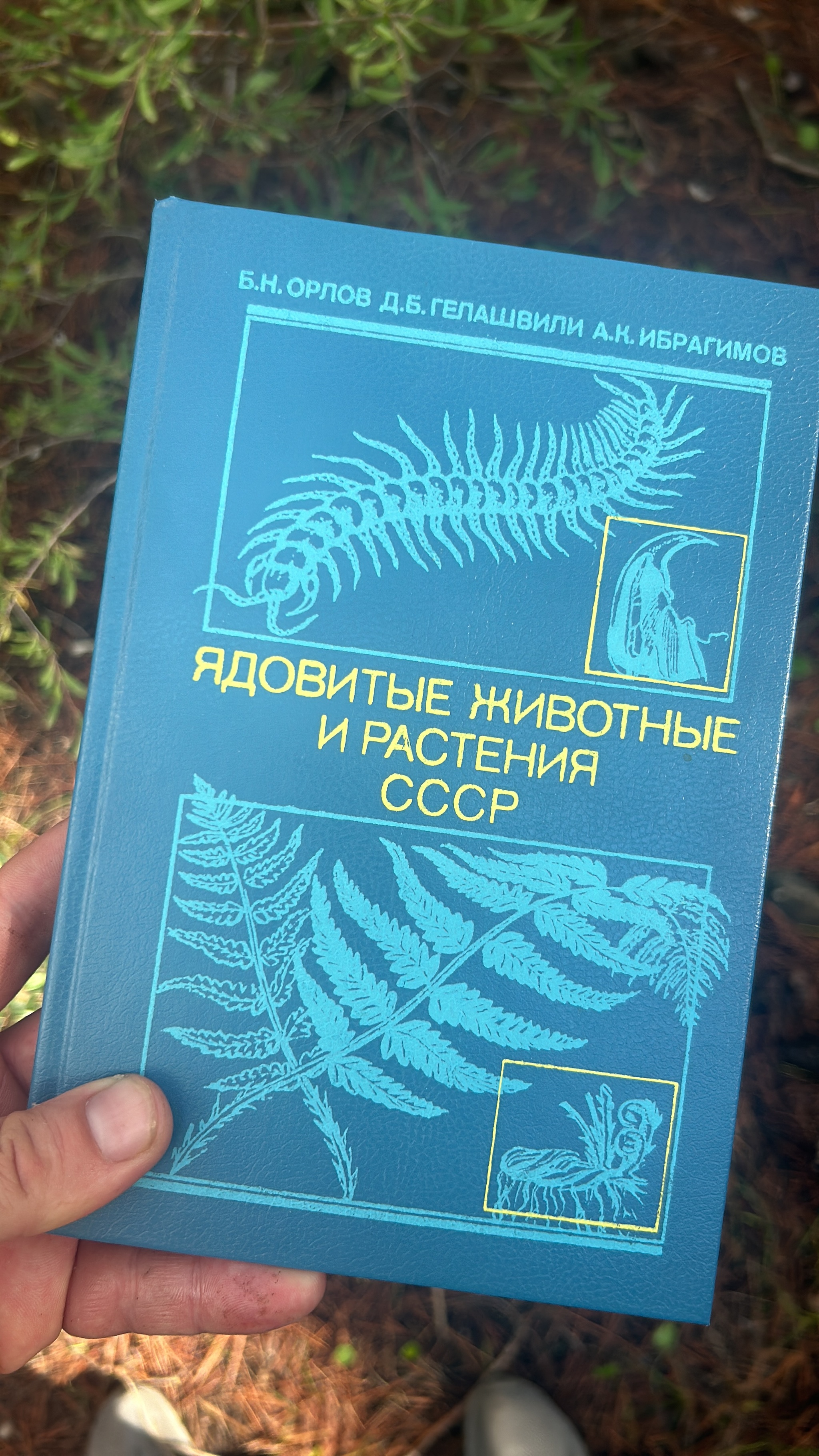 Поход за грибами по испанскому лесу - Моё, Грибы, Испания, Осень, Собирательство, Опыт, Лес, Горы, Путешествия, Видео, YouTube, Длиннопост, Позитив, Дети