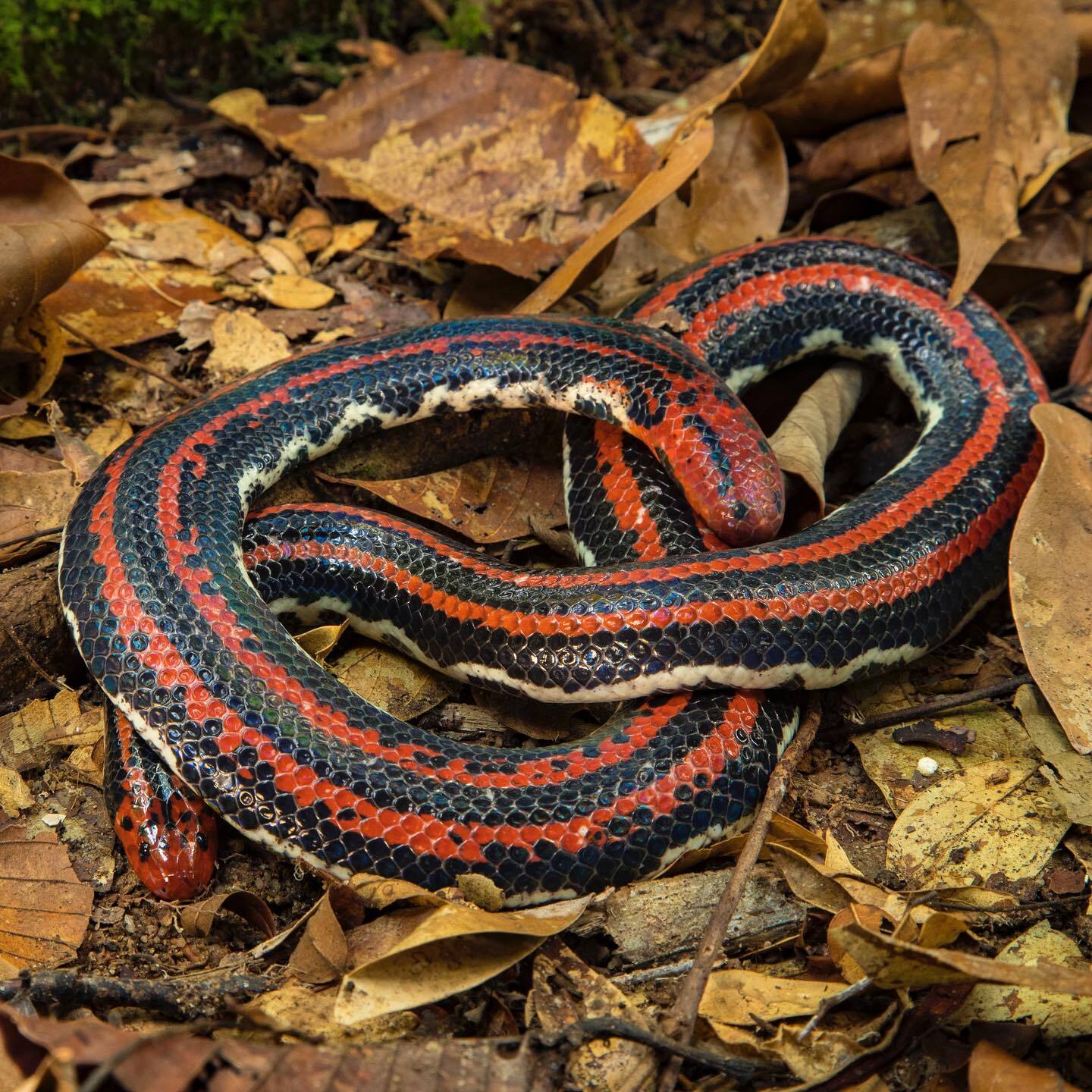 Lined cylindrical snake - Snake, Reptiles, Wild animals, wildlife, National park, Indonesia, The photo