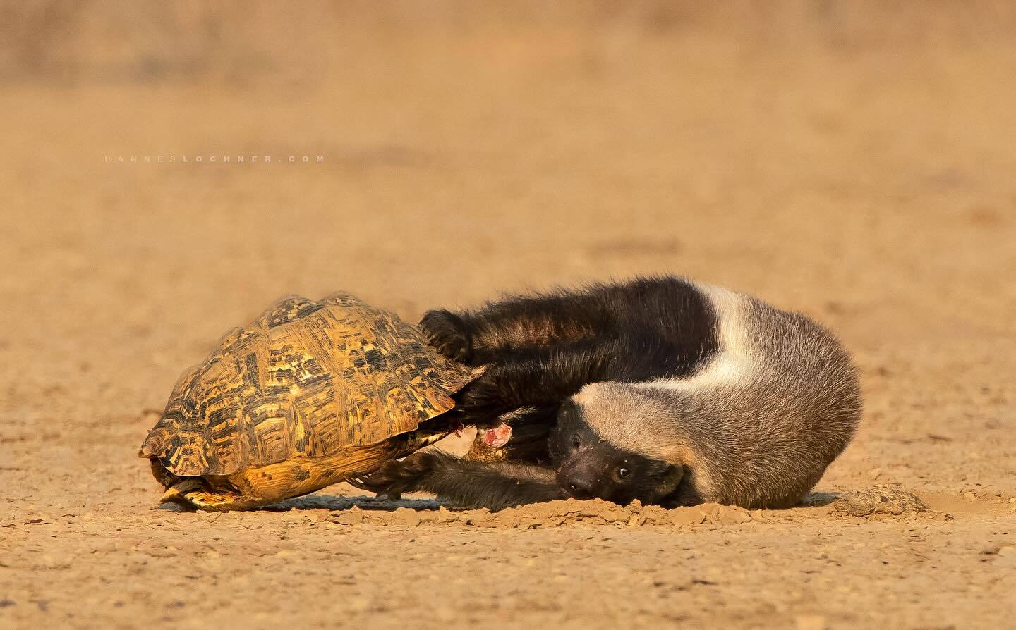 Honey badger tries to dissect a leopard tortoise - Honey badger, Cunyi, Predatory animals, Wild animals, wildlife, South Africa, The photo, Mining, Turtle