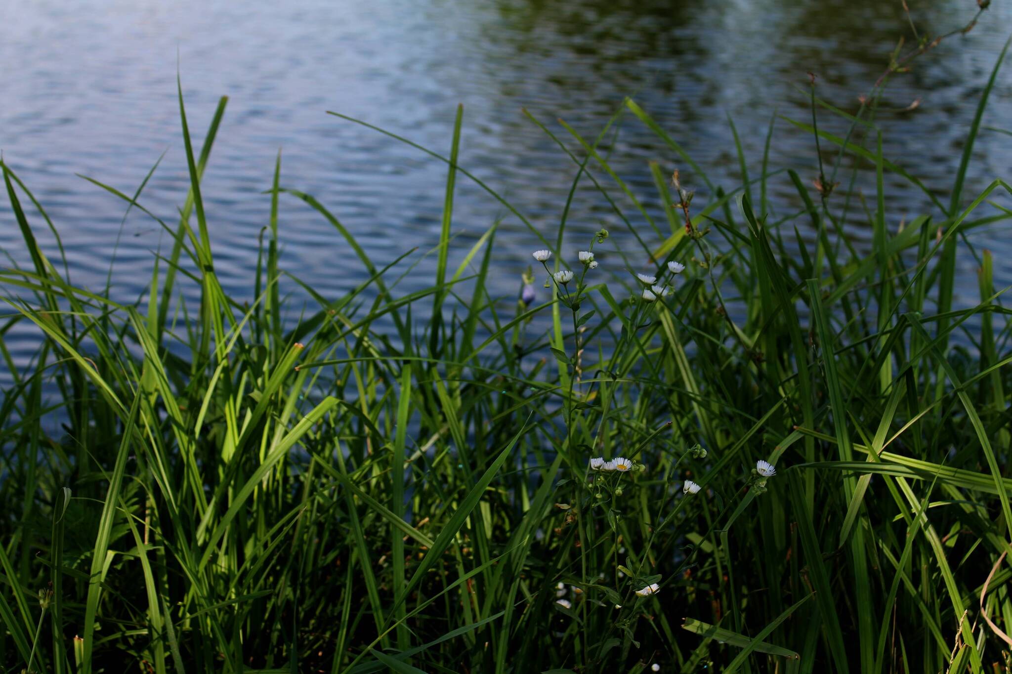 By the water - My, Nature, Plants, The photo, Wildflowers, Pond, Longpost