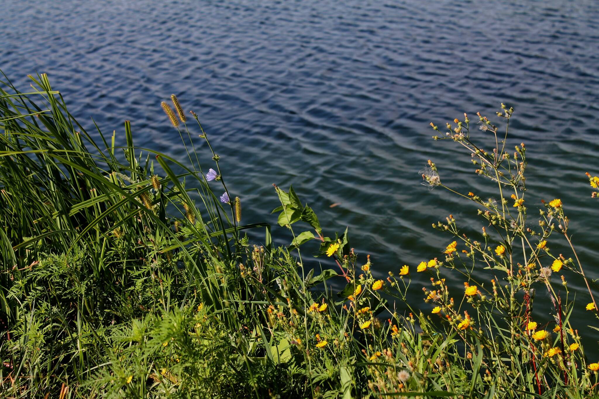 By the water - My, Nature, Plants, The photo, Wildflowers, Pond, Longpost