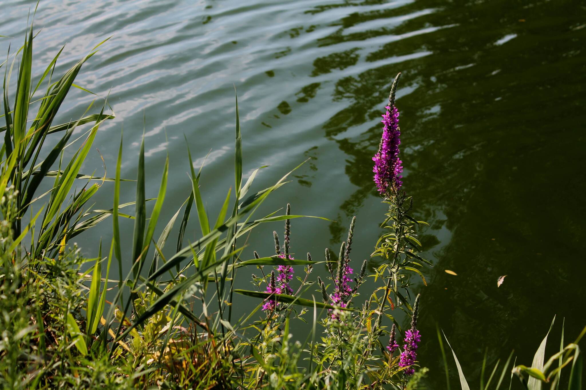 By the water - My, Nature, Plants, The photo, Wildflowers, Pond, Longpost