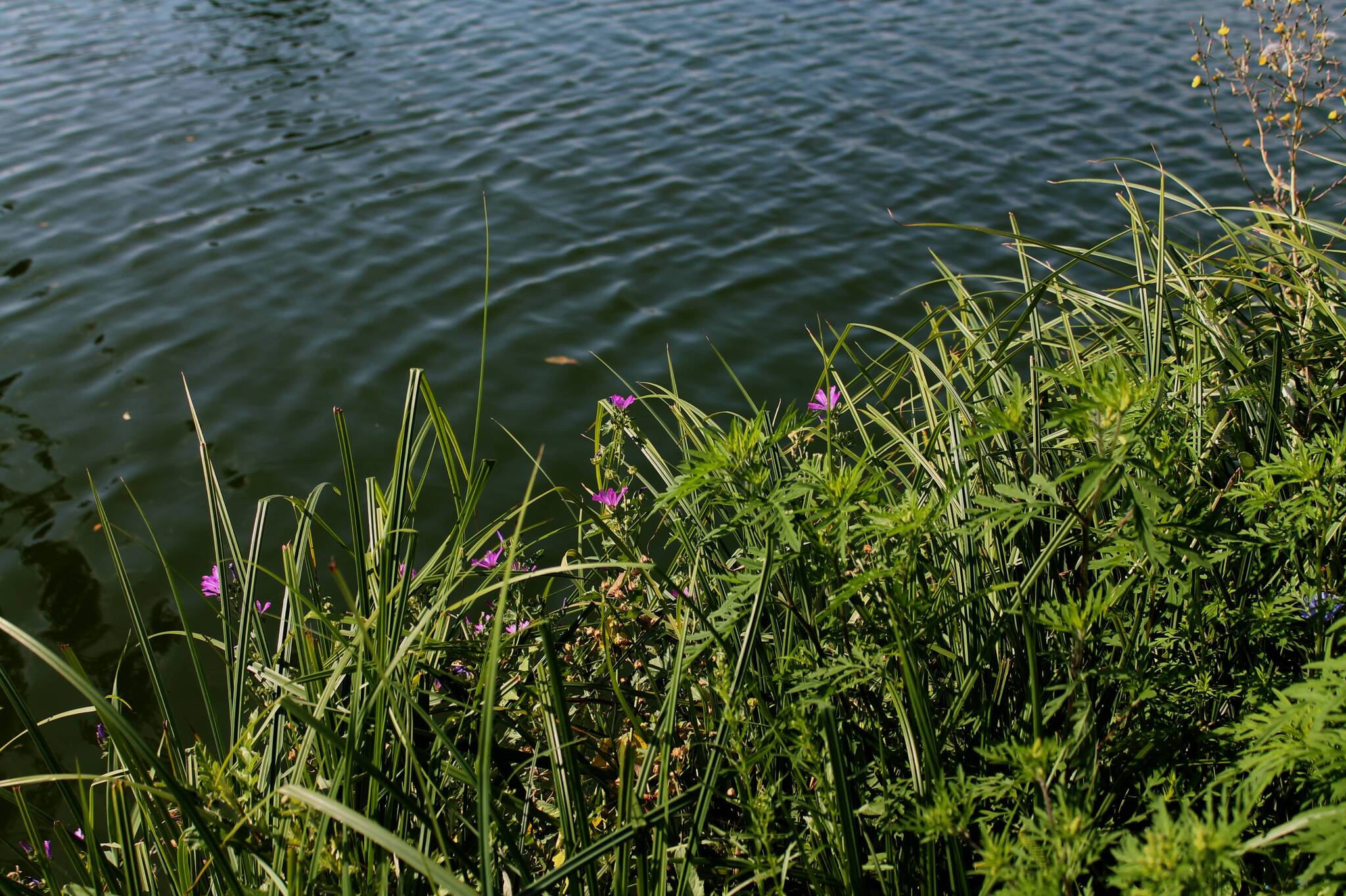 By the water - My, Nature, Plants, The photo, Wildflowers, Pond, Longpost