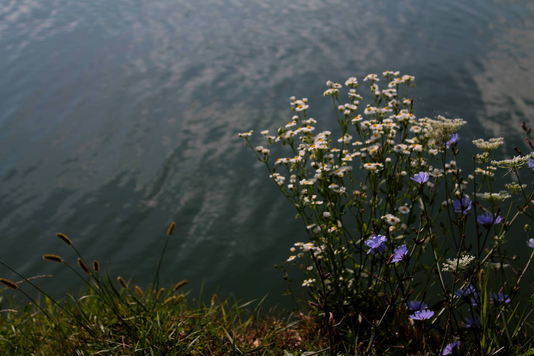 By the water - My, Nature, Plants, The photo, Wildflowers, Pond, Longpost