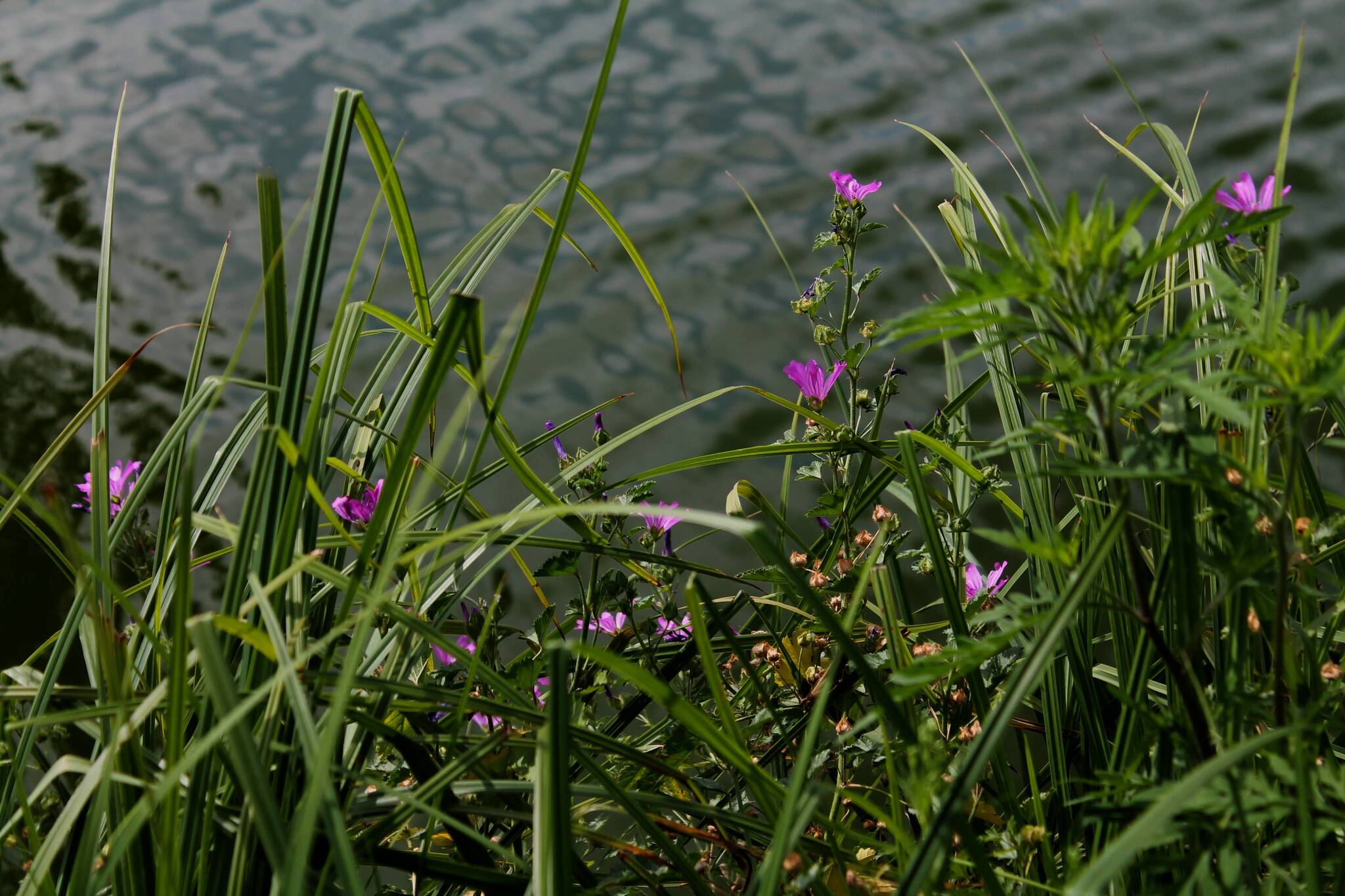 By the water - My, Nature, Plants, The photo, Wildflowers, Pond, Longpost