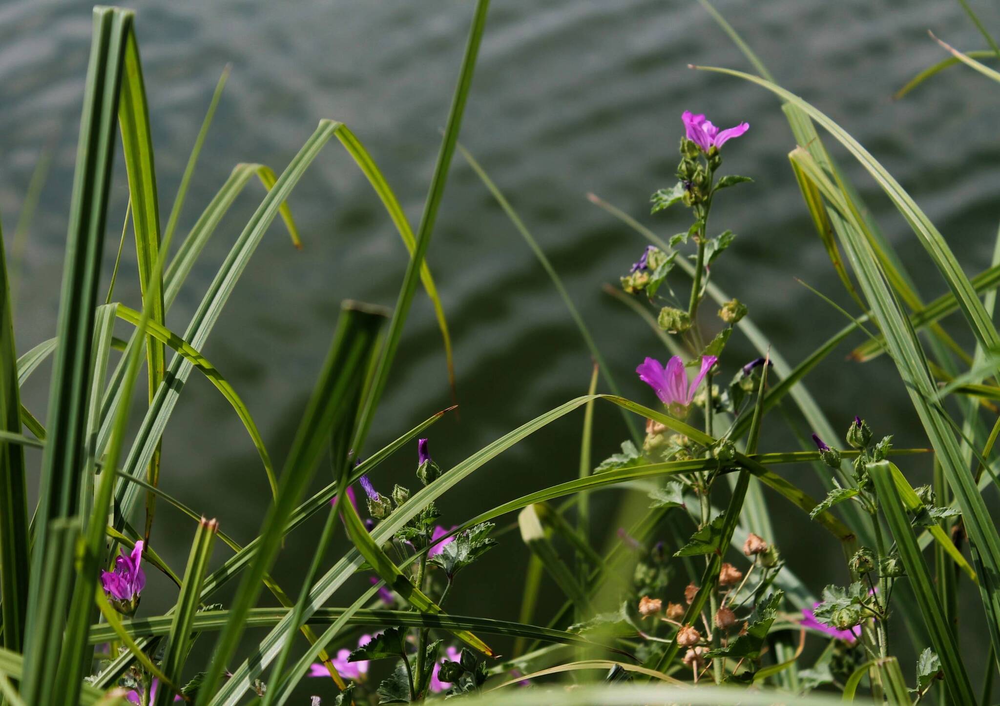 By the water - My, Nature, Plants, The photo, Wildflowers, Pond, Longpost