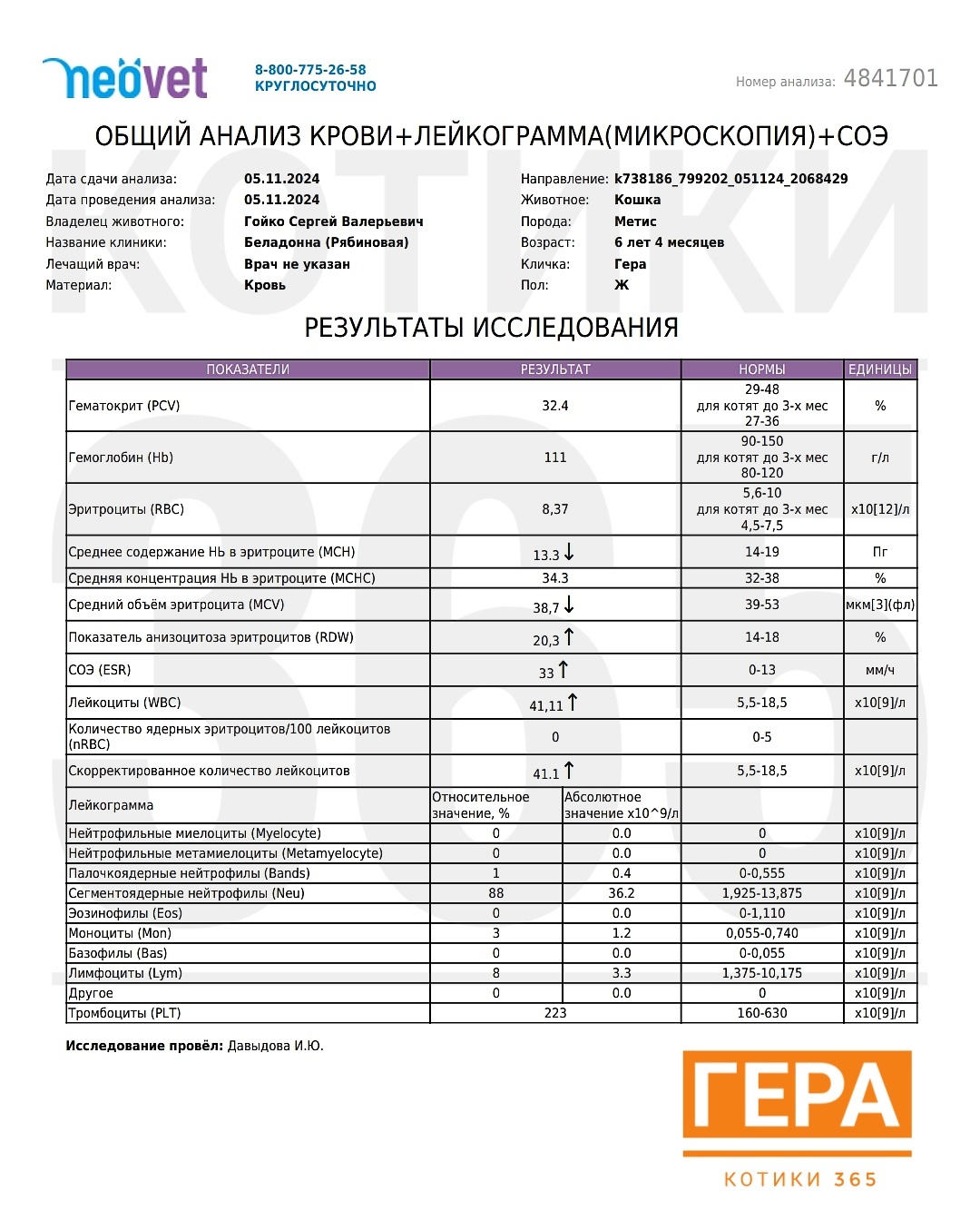 Гера 05.11.2024 - Кот, Кошатники, Приют, Бездомные животные, Погладь кота, Помощь животным