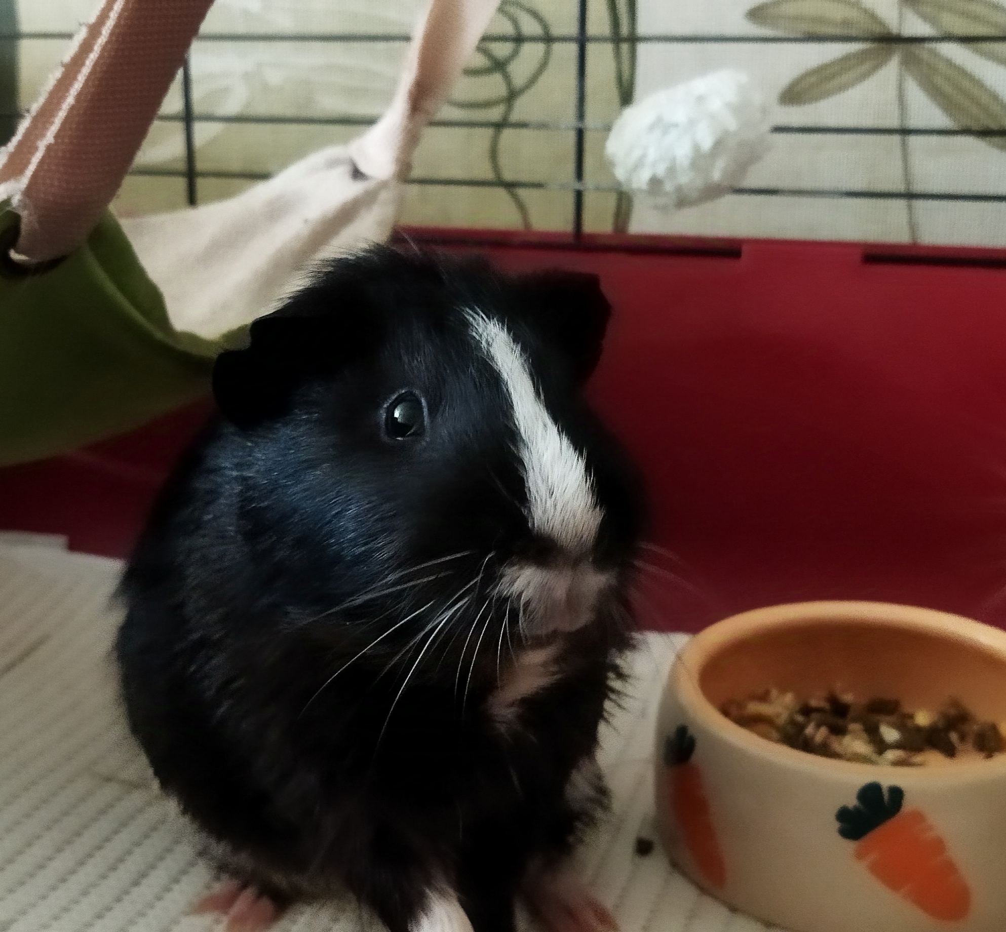 He is gone, but remains in our hearts - My, Guinea pig, Pets, Death, Obituary