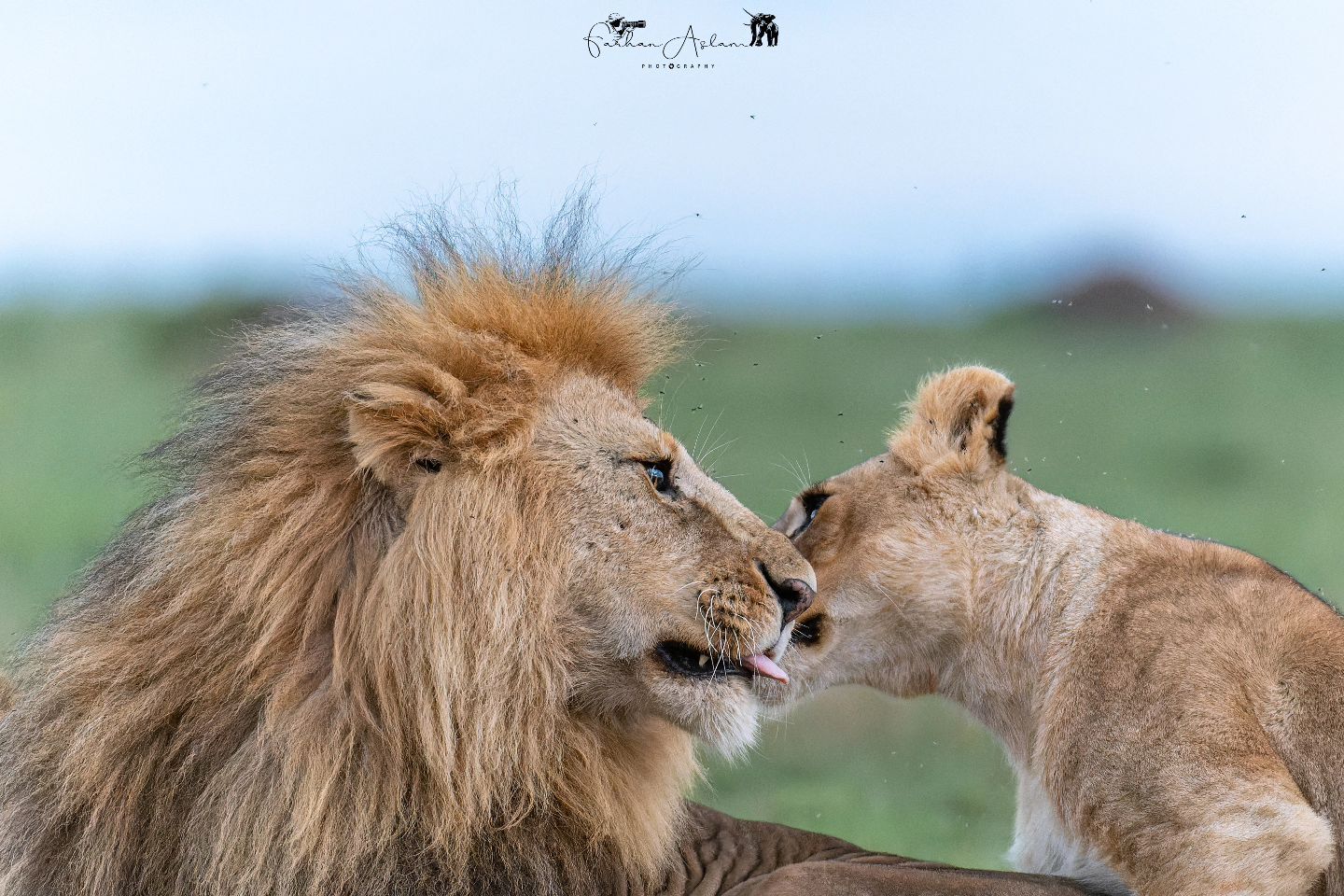 The head of the pride with a young friend - Lioness, a lion, Big cats, Cat family, Predatory animals, Wild animals, wildlife, Reserves and sanctuaries, Masai Mara, Africa, The photo