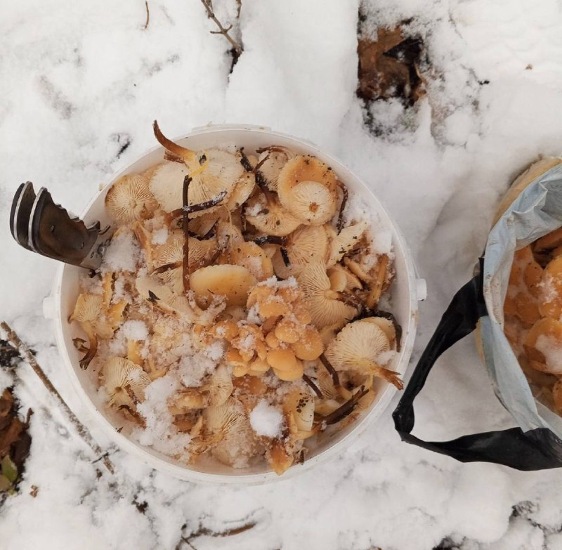 Tula mushroom pickers find gifts of the forest even under the snow - Mushrooms, Mushroom pickers, Tula region, Snow, The photo, Autumn, Telegram (link)