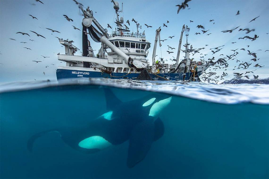 Killer whale. The perfect predator - My, Whale, Killer whale, Dolphin, Sea, Ocean, Antarctica, Nature, wildlife, Mammals, Predatory animals, Hunting, Water, Longpost