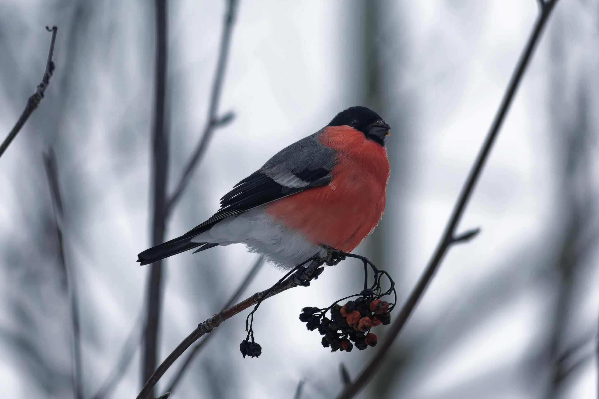 Using one source is plagiarism, two is a compilation. Three or more is a dissertation. - My, Photo hunting, The nature of Russia, Birds, Nature, Autumn, Forest, wildlife, Bird watching, Hobby, The photo, Longpost