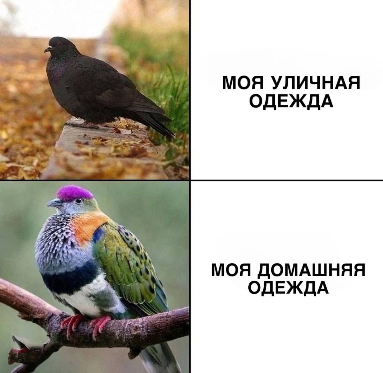 Base - Humor, The photo, Picture with text, Memes, Birds, Cloth, Pigeon