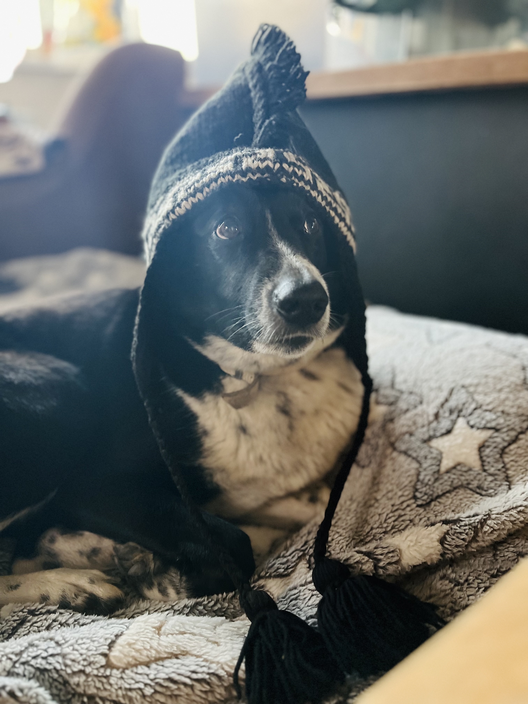 It's cold though - My, Dog, Cap, Heat, Humor, Mobile photography, Cold, Pets