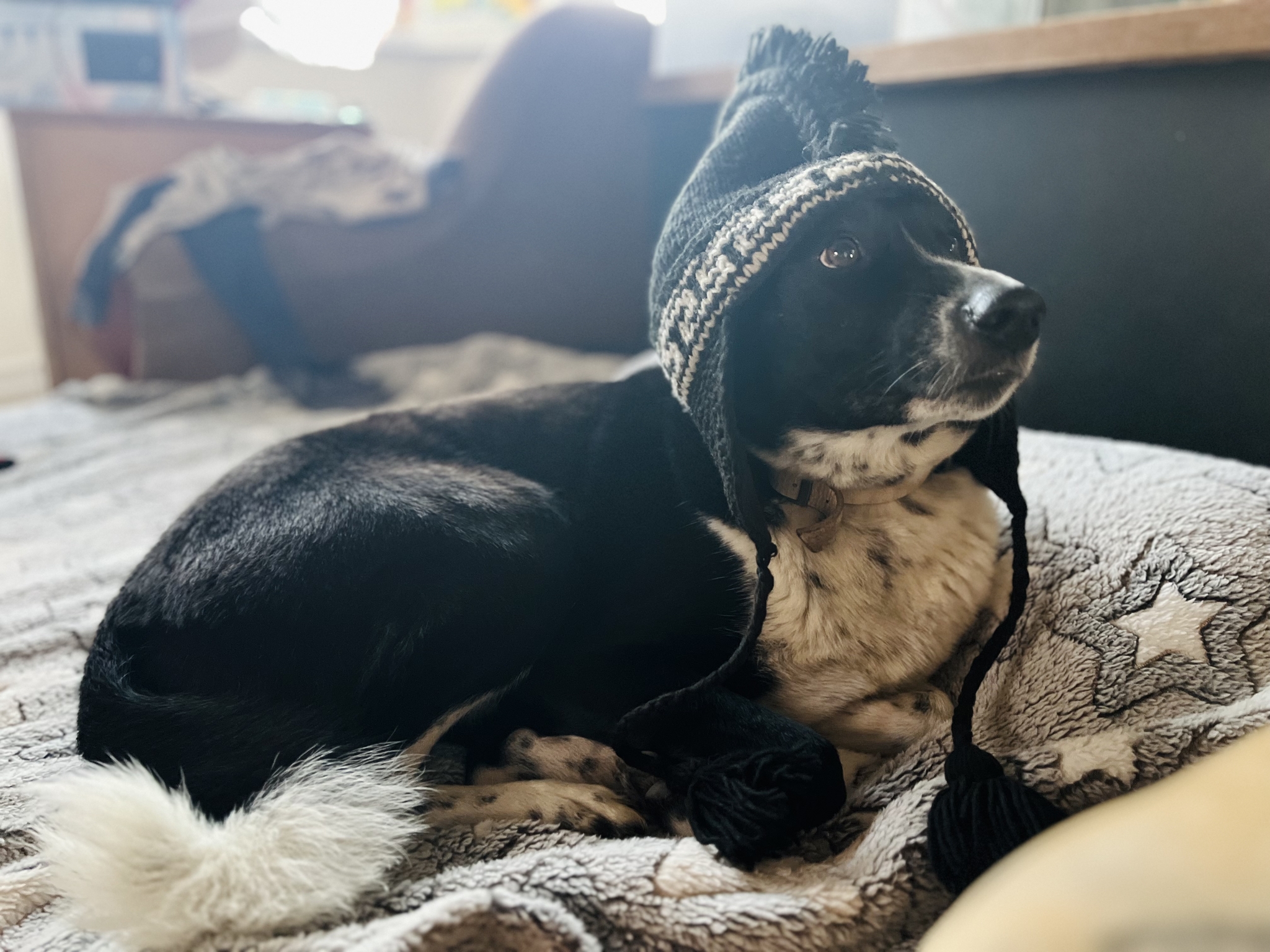 It's cold though - My, Dog, Cap, Heat, Humor, Mobile photography, Cold, Pets