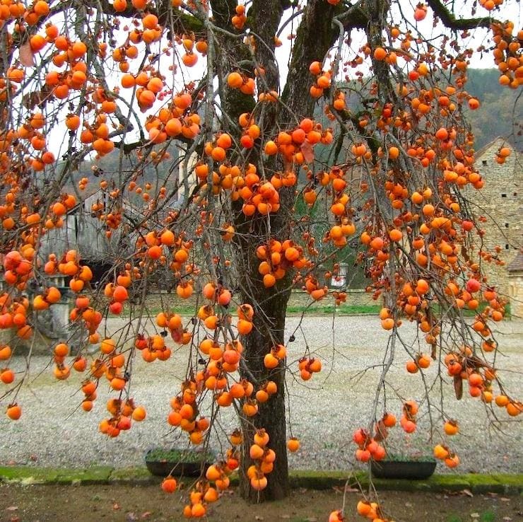 Persimmon - My, Persimmon, Plants, Tree, Fruit, Botany, Entertaining botany, Museum, Botanical Museum, The Wilds of Botany, Longpost