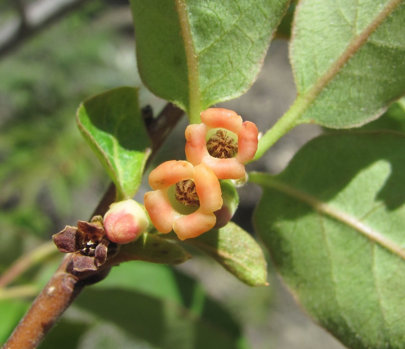 Persimmon - My, Persimmon, Plants, Tree, Fruit, Botany, Entertaining botany, Museum, Botanical Museum, The Wilds of Botany, Longpost