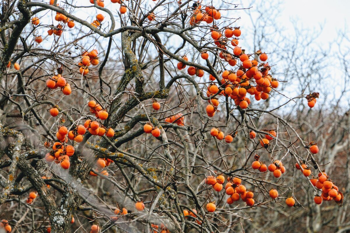 Persimmon - My, Persimmon, Plants, Tree, Fruit, Botany, Entertaining botany, Museum, Botanical Museum, The Wilds of Botany, Longpost