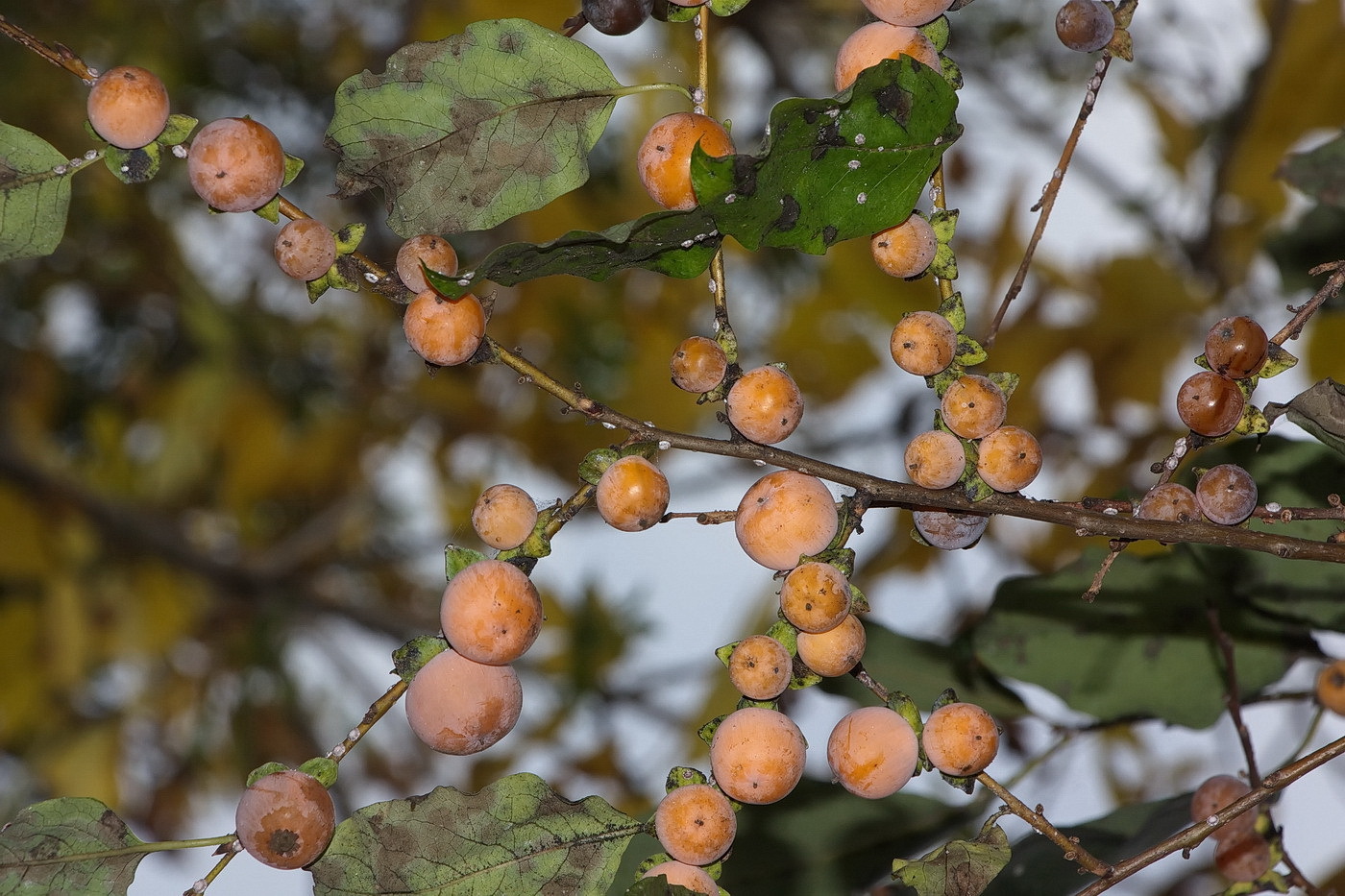 Persimmon - My, Persimmon, Plants, Tree, Fruit, Botany, Entertaining botany, Museum, Botanical Museum, The Wilds of Botany, Longpost