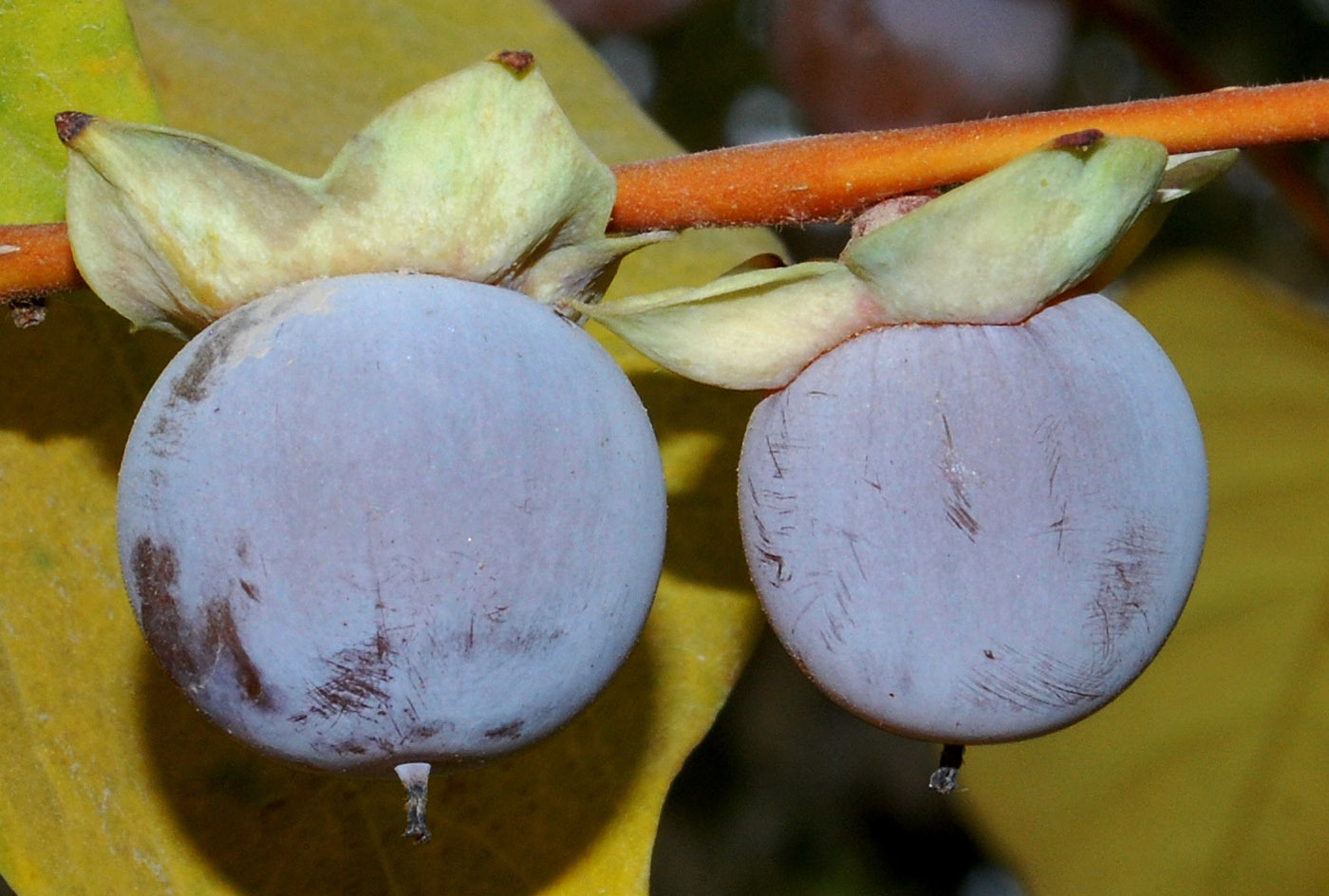 Persimmon - My, Persimmon, Plants, Tree, Fruit, Botany, Entertaining botany, Museum, Botanical Museum, The Wilds of Botany, Longpost