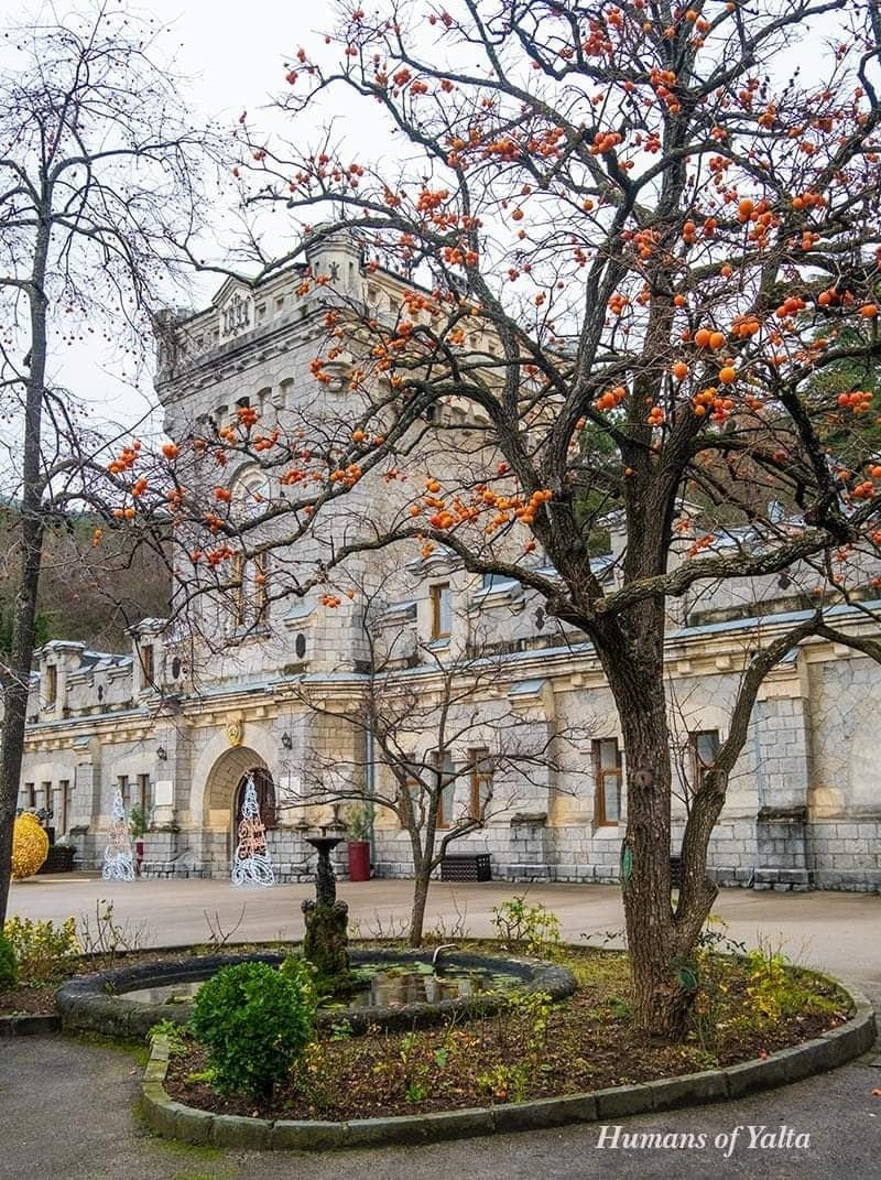 Persimmon - My, Persimmon, Plants, Tree, Fruit, Botany, Entertaining botany, Museum, Botanical Museum, The Wilds of Botany, Longpost