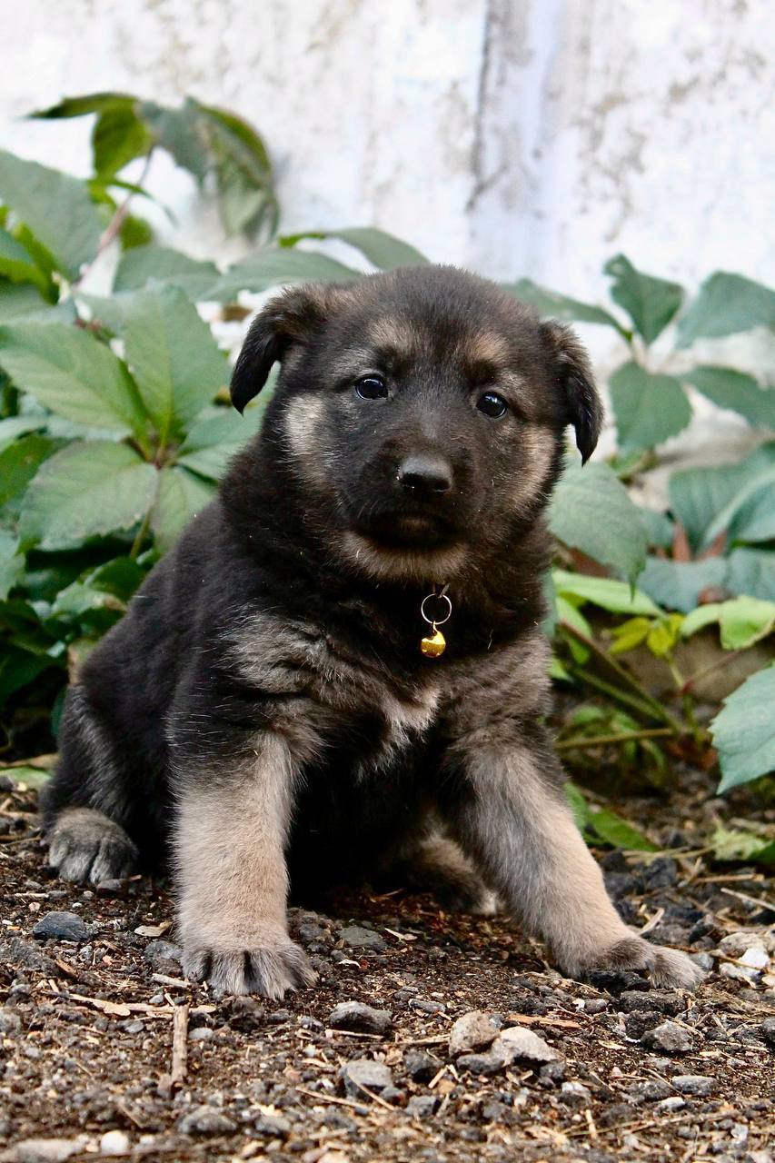 Pikabushniki, who wants puppies? - Puppies, Dog, Pets, Moscow, Moscow region, Helping animals, In good hands, Longpost