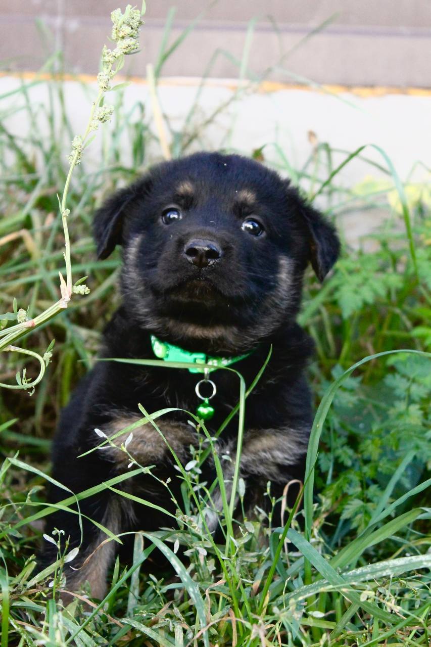 Pikabushniki, who wants puppies? - Puppies, Dog, Pets, Moscow, Moscow region, Helping animals, In good hands, Longpost